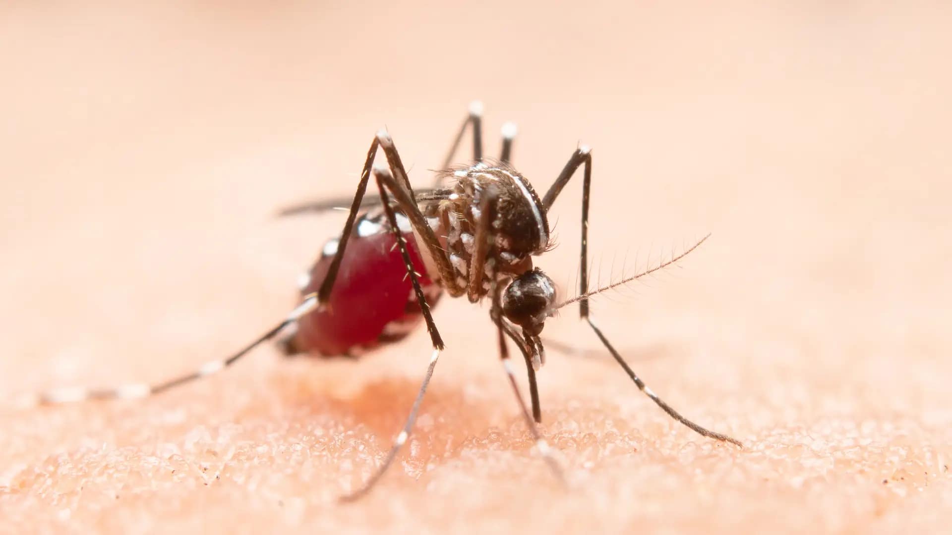 ¡Alerta! Nuevo caso de deceso por fiebre amarilla en el sur del Tolima