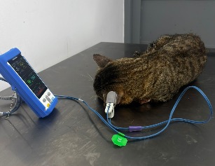 CAPA atendió felino en estado crítico tras presunto atropellamiento