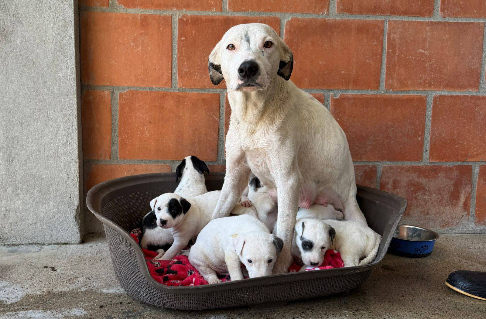 Alcaldía y Policía rescatan a perrita y sus cachorros tras denuncia por presunto maltrato animal